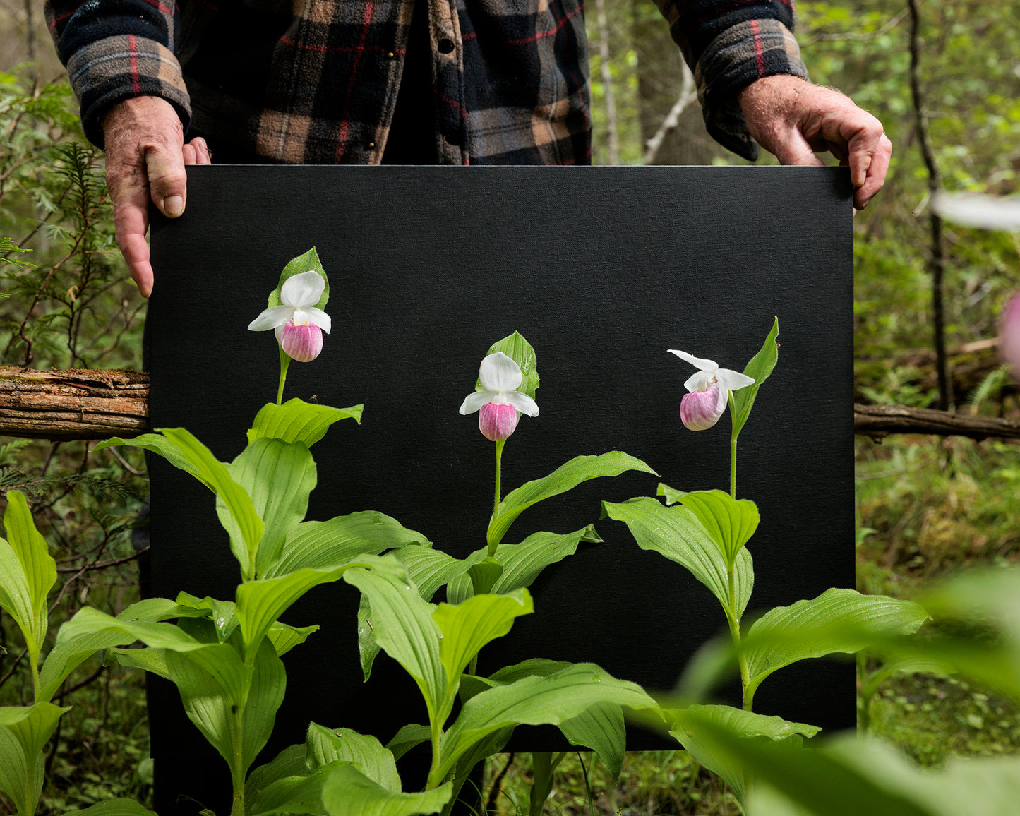 Showy Lady's Slippers #1