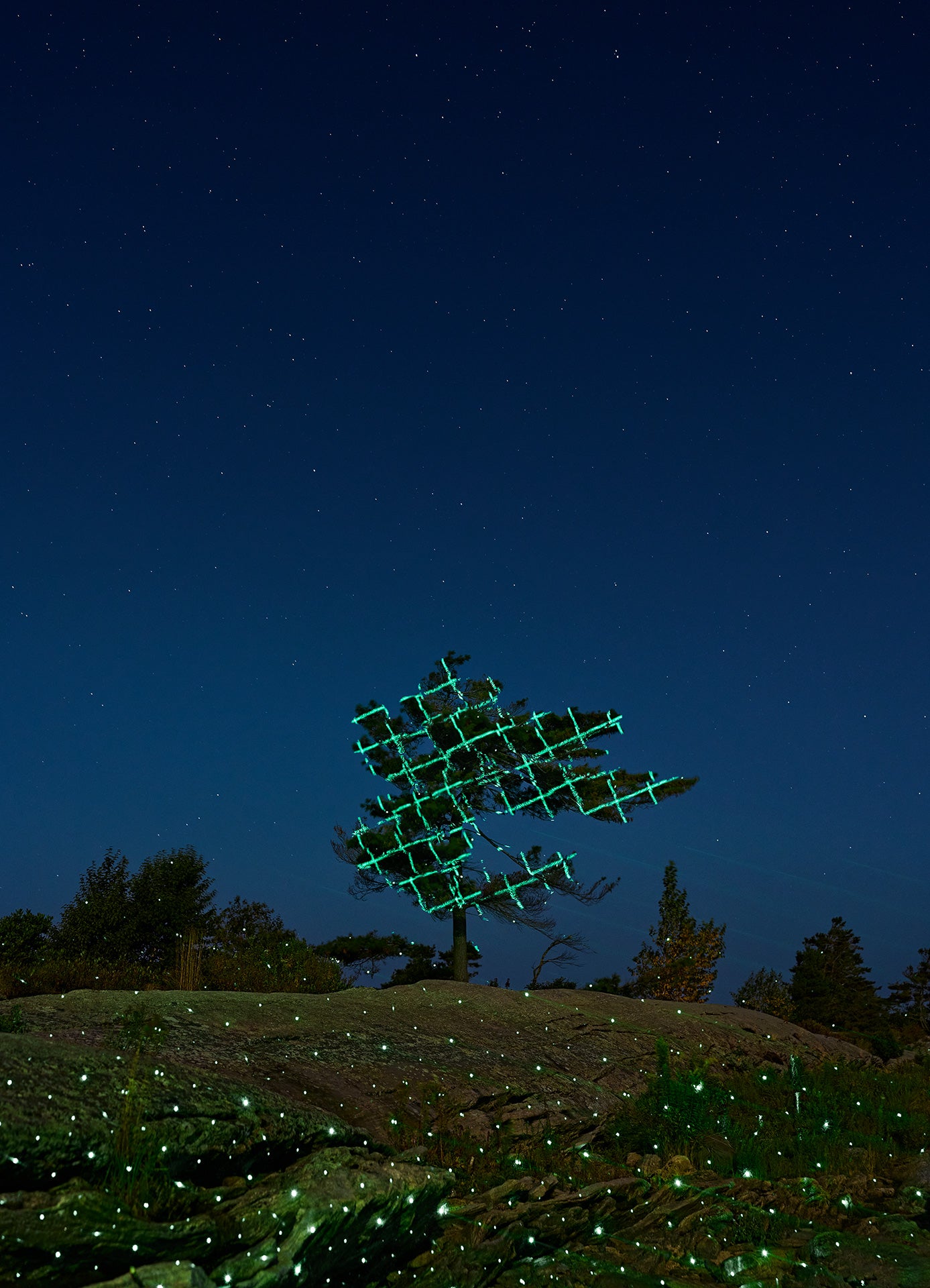 Pine tree illuminated with green lights against a starry, dark blue sky