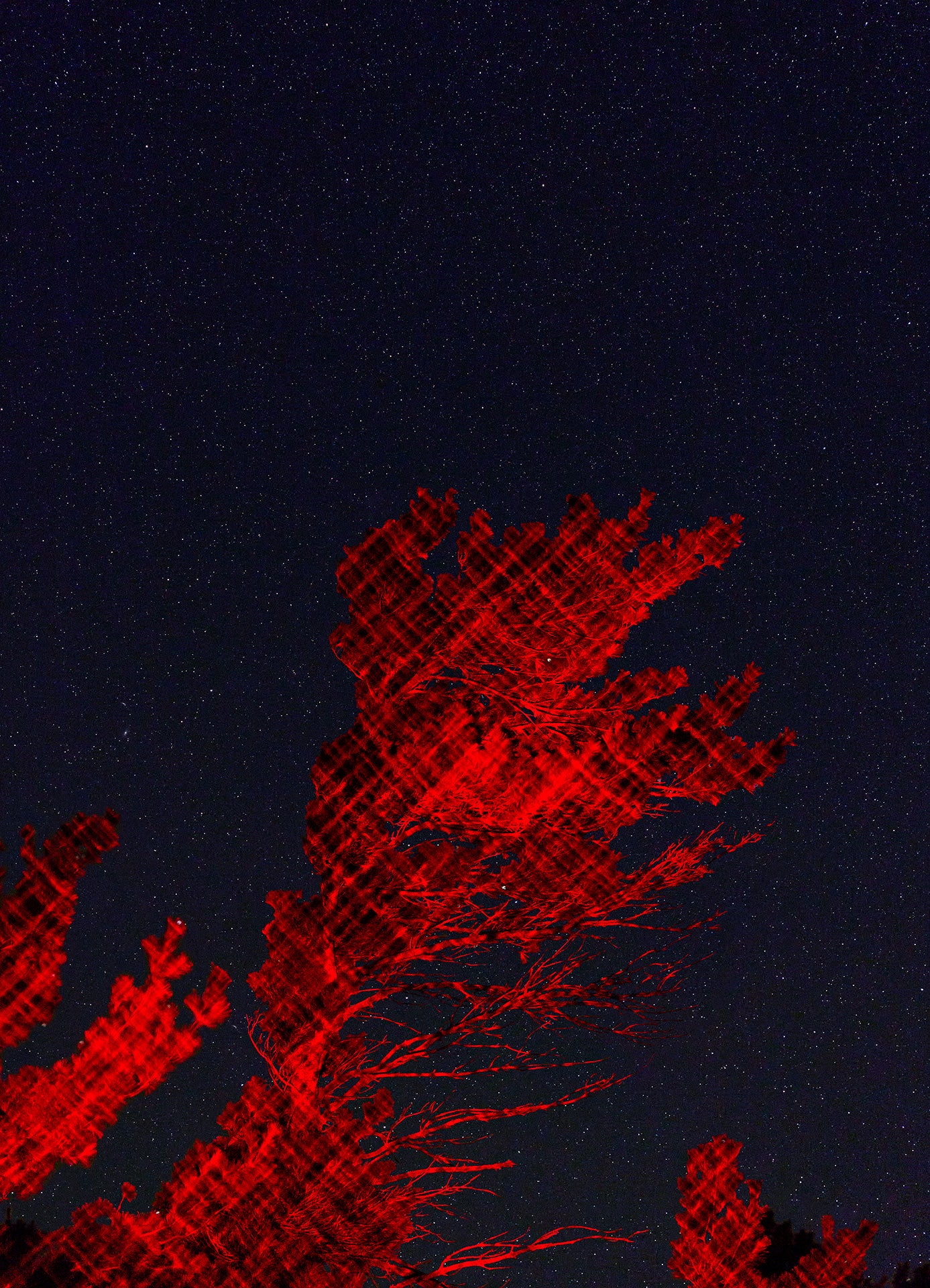 Red abstract pattern over a pine tree against a starry, dark blue background
