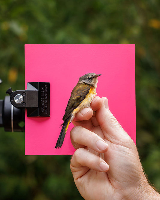 American redstart (AMRE) held by Robert Duncan (RODU)