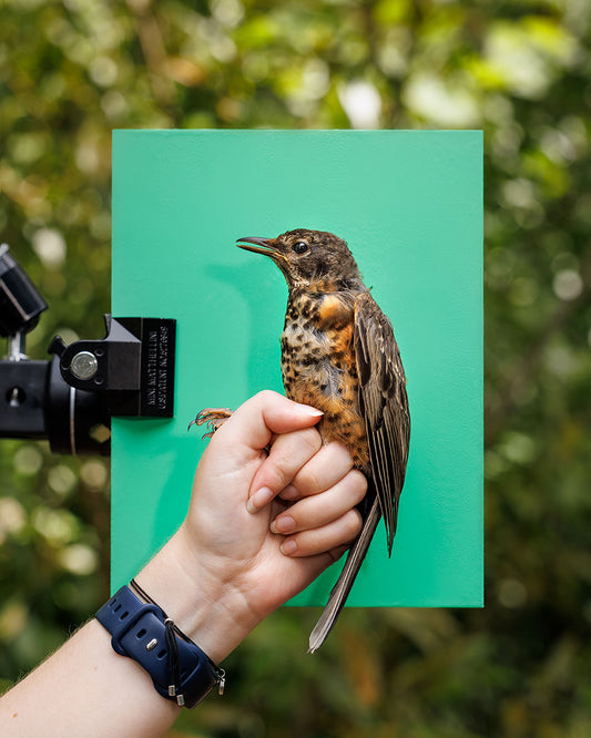American robin (AMRO) held by Ellie Zantboer (ELZO)
