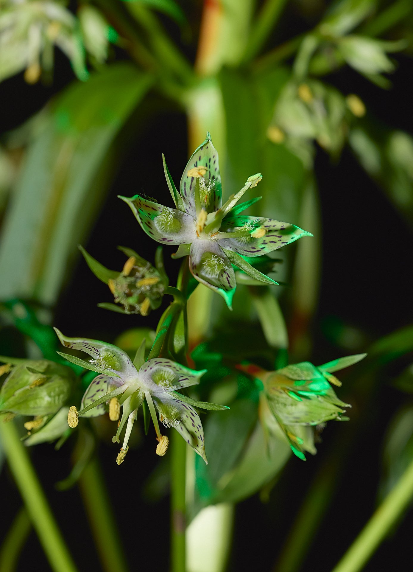 Close-up of green flowering plants with a dark background