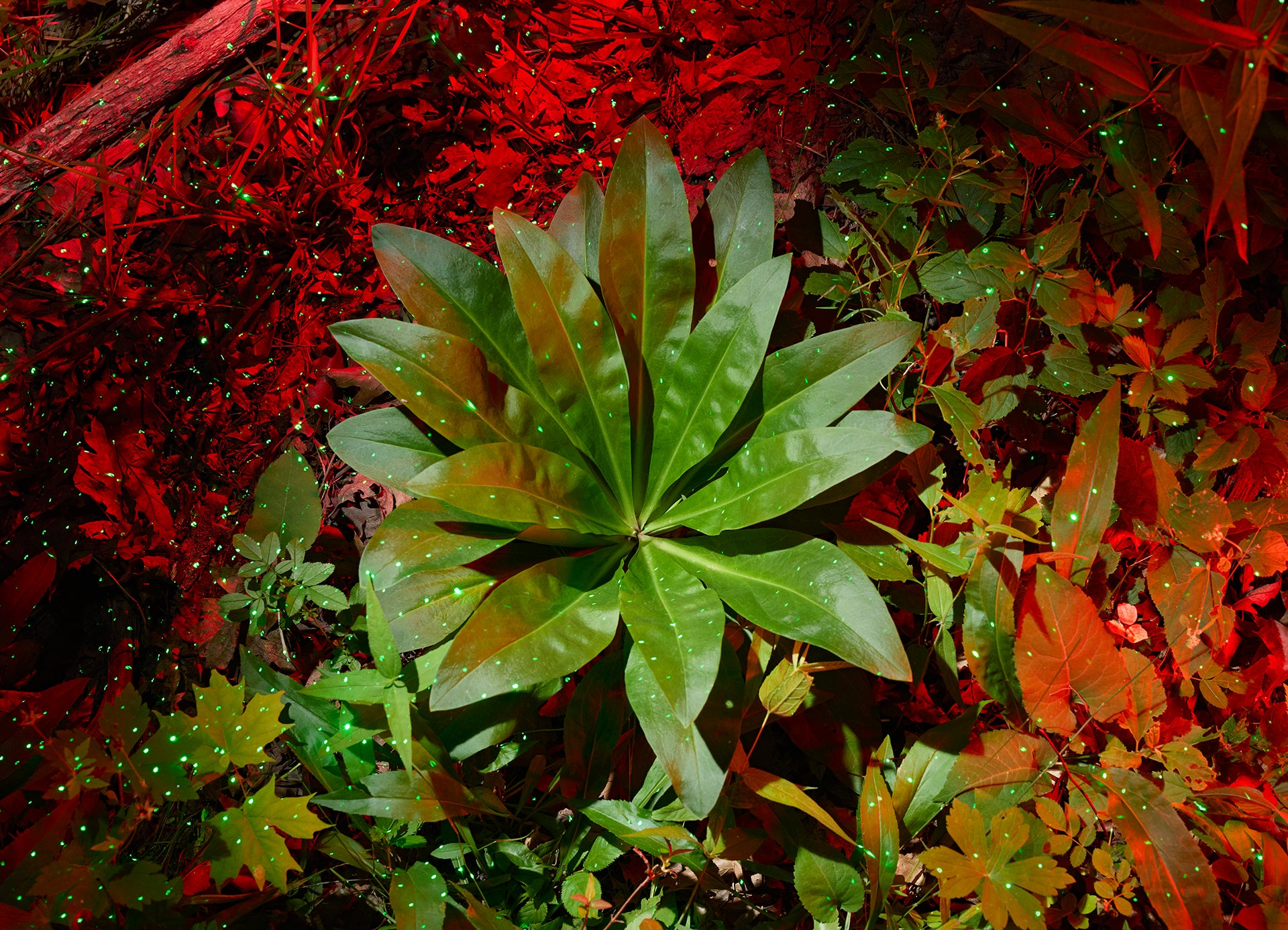 Close-up of American columbo with red and green leaves in the background