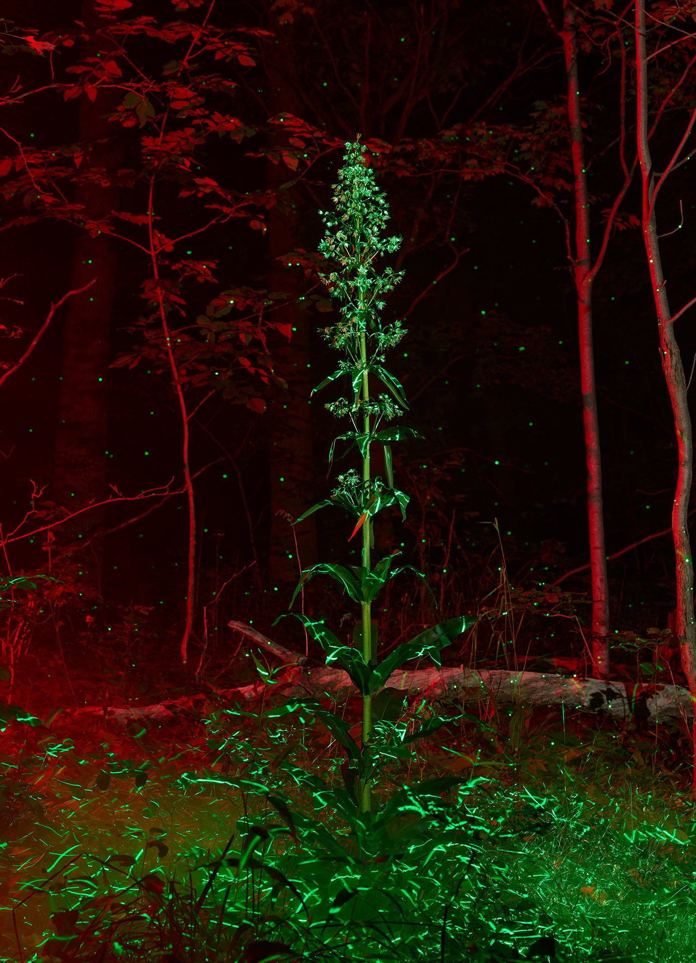 Tall green plant illuminated against a dark background with red accents
