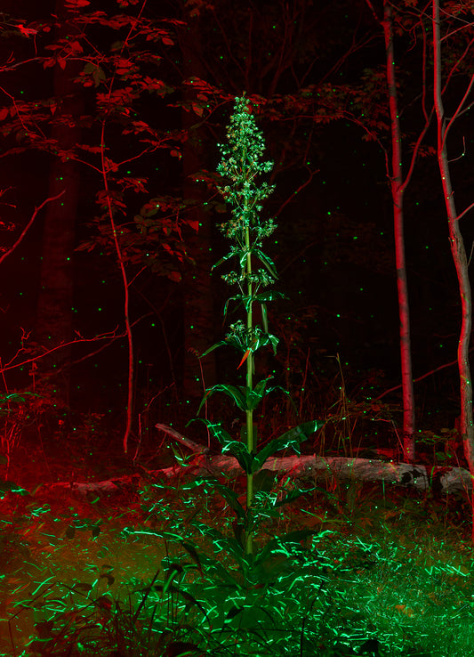 Tall green plant illuminated against a dark background with red accents