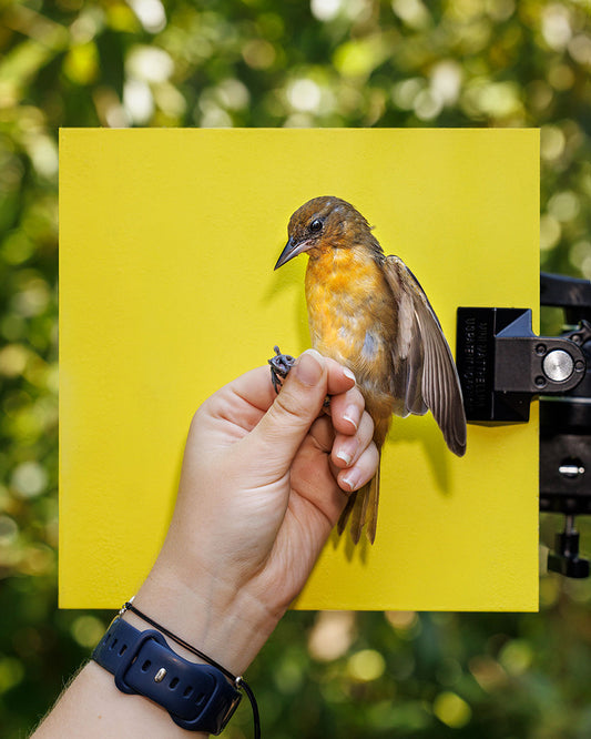 Baltimore oriole (BAOR) held by Ellie Zantboer (ELZO)