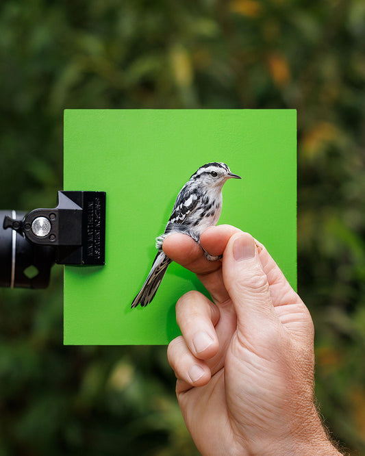 Black-and-white warbler (BAWW) held by Robert Duncan (RODU)
