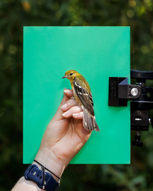 Bay-breasted warbler (BBWA) held by Ellie Zantboer (ELZO)