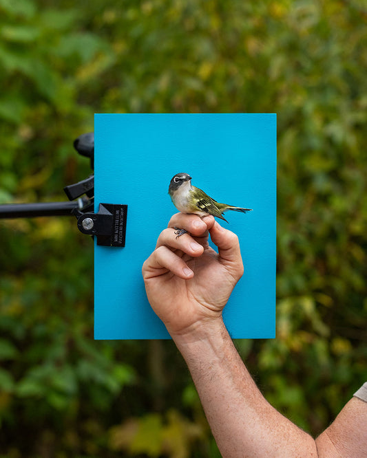 Blue-headed vireo (BHVI) held by Chris Leys (CHLE)