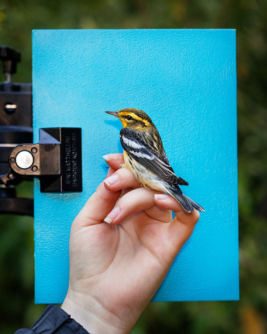 Blackburnian warbler (BLBW) held by Ellie Zantboer (ELZO)