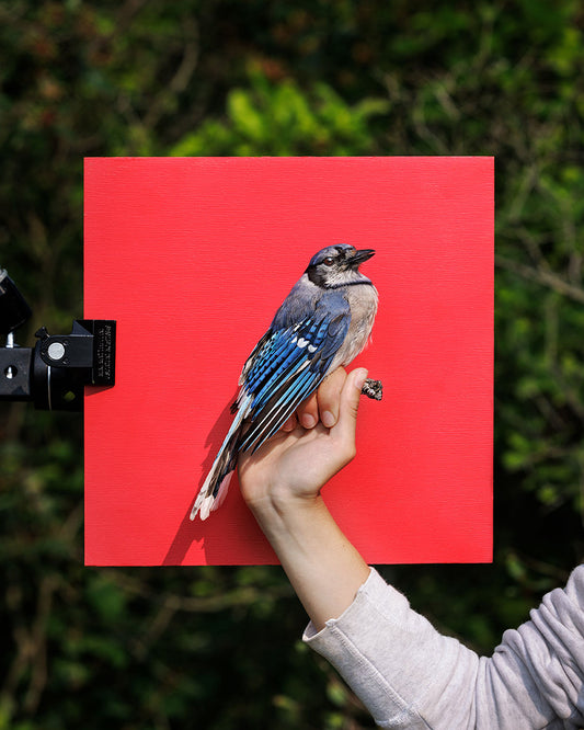 Blue jay (BLJA) held by Catherine Manschot (CAMA)