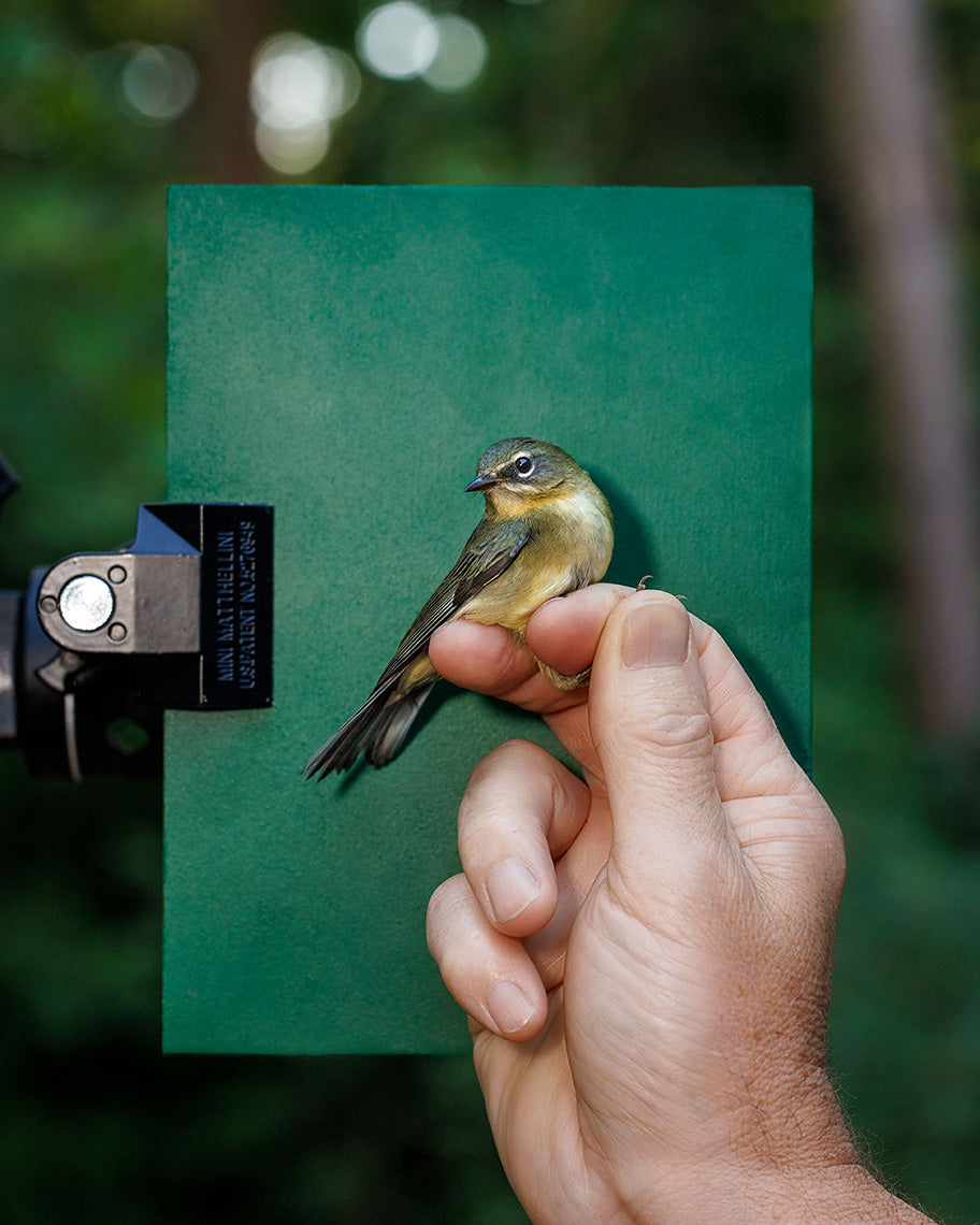 Black-throated blue warbler (BTBW) held by Robert Duncan (RODU)