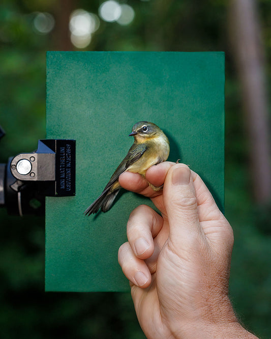Black-throated blue warbler (BTBW) held by Robert Duncan (RODU)