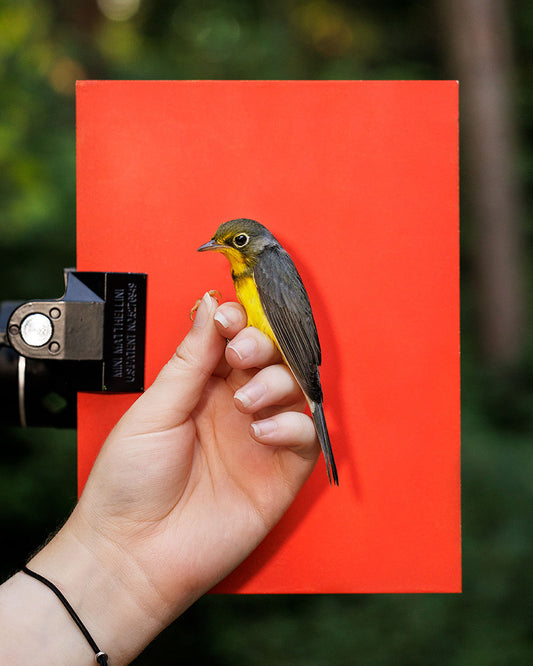 Canada warbler (CAWA) held by Ellie Zantboer (ELZO)