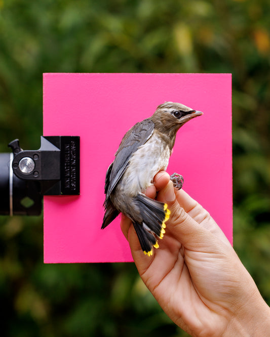 Cedar waxwing (CEWA) held by Lucas Liu (LULI)