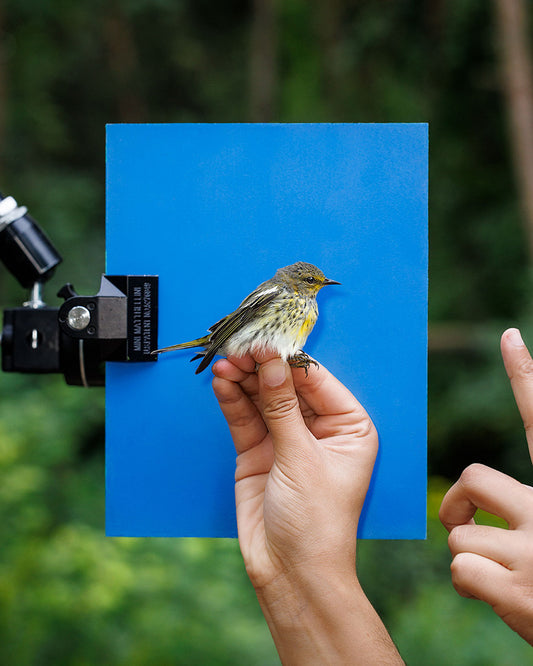 Cape may warbler (CMWA) held by Lucas Liu (LULI)