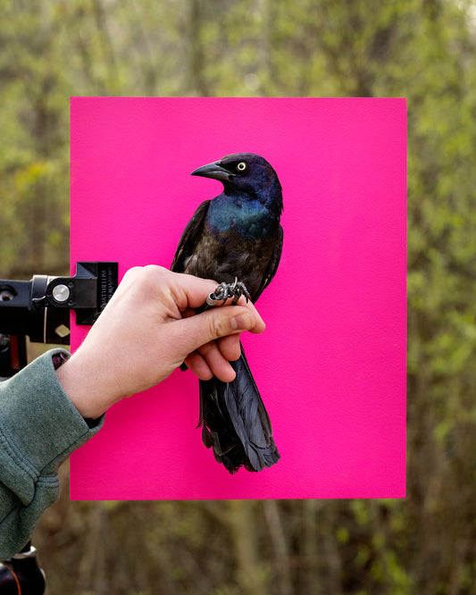 Common Grackle held by Parker VanBelleghem