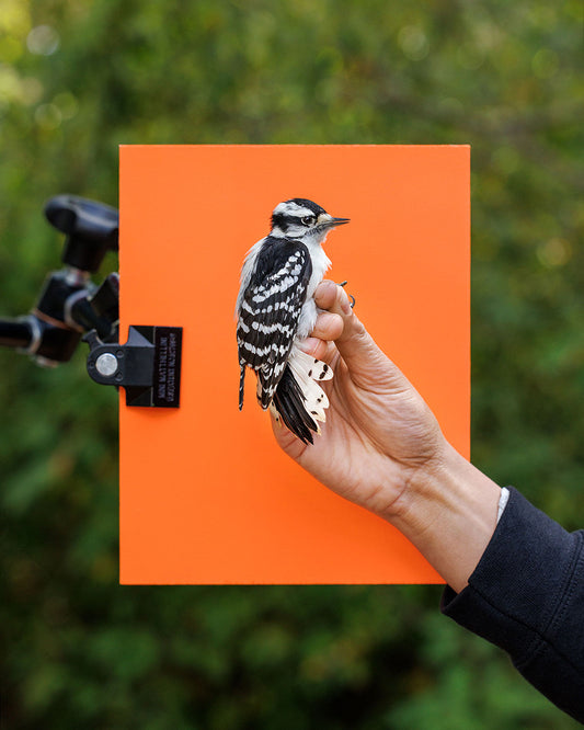 Downy woodpecker (DOWO) held by Elora Grahame (ELGR)