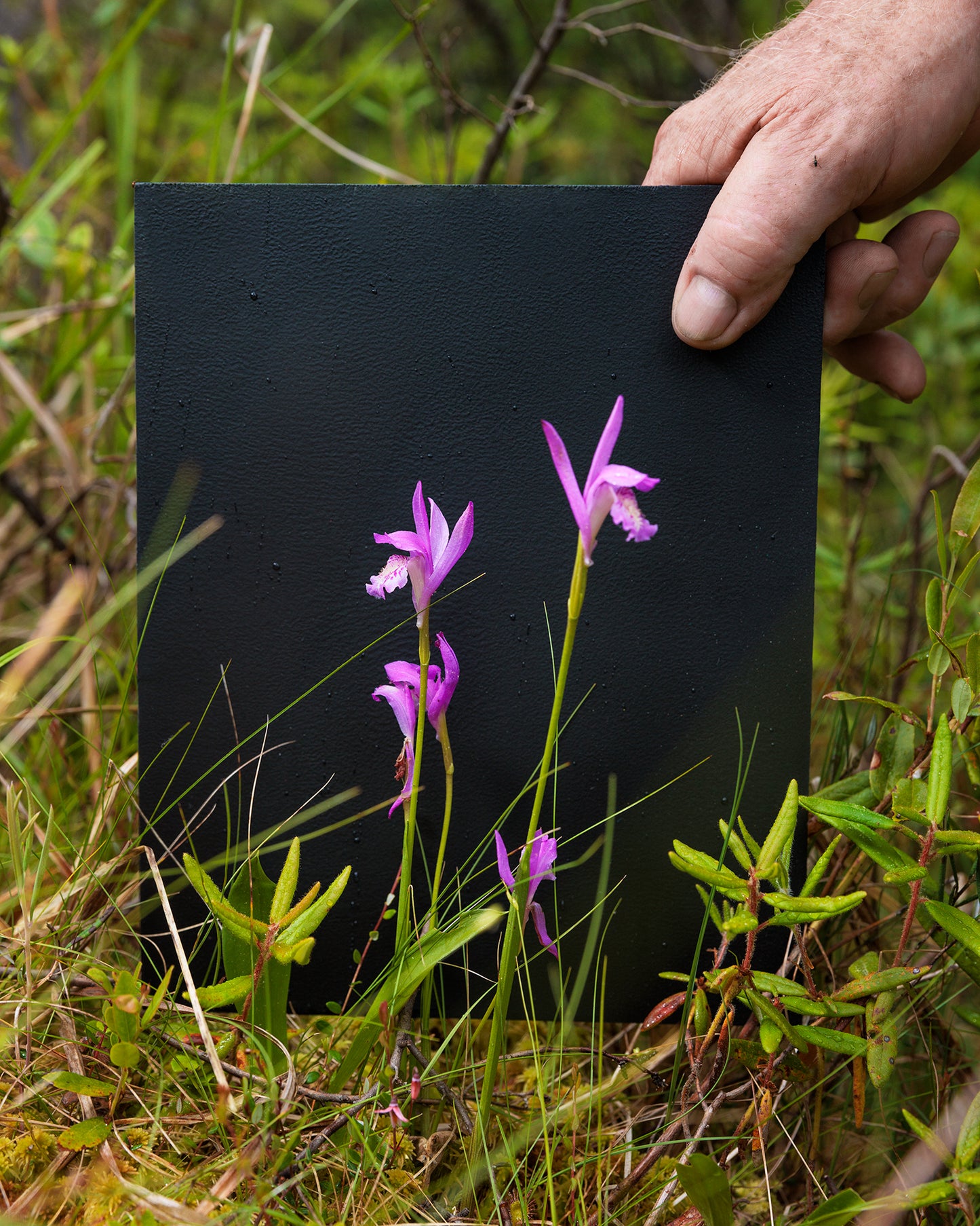 Dragon's Mouth Orchid #1