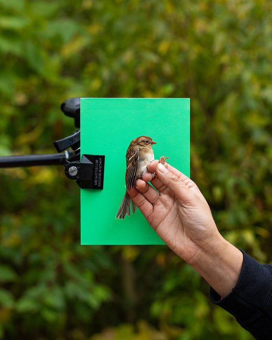 Field sparrow (FISP) held by Elora Grahame (ELGR)