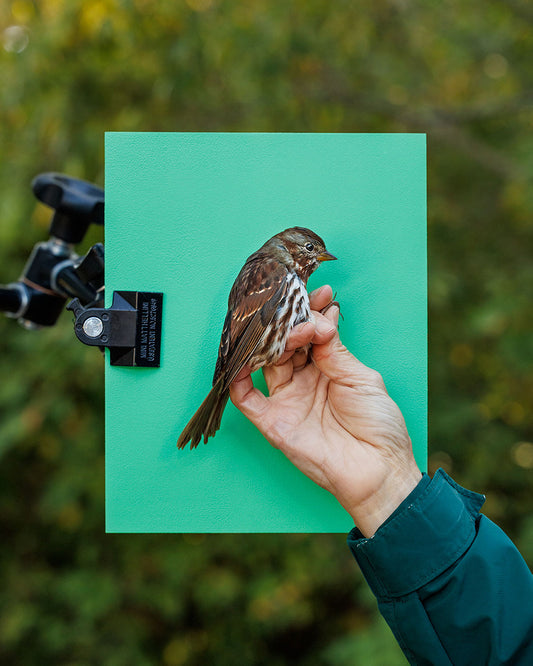 Fox sparrow (FOSP) held by Catherine Manschot (CAMA)