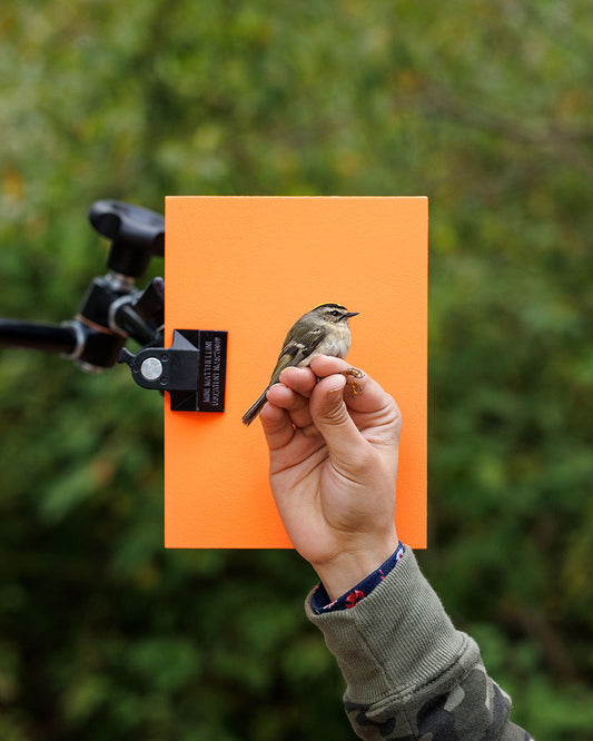 Golden-crowned kinglet (GCKI) held by Caillie Monrad (CAMO)
