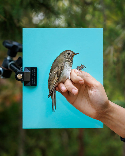 Gray-cheeked thrush (GCTH) held by Elora Grahame (ELGR)