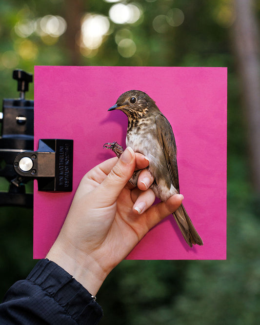 Gray-cheeked thrush (GCTH) held by Ellie Zantboer (ELZO)