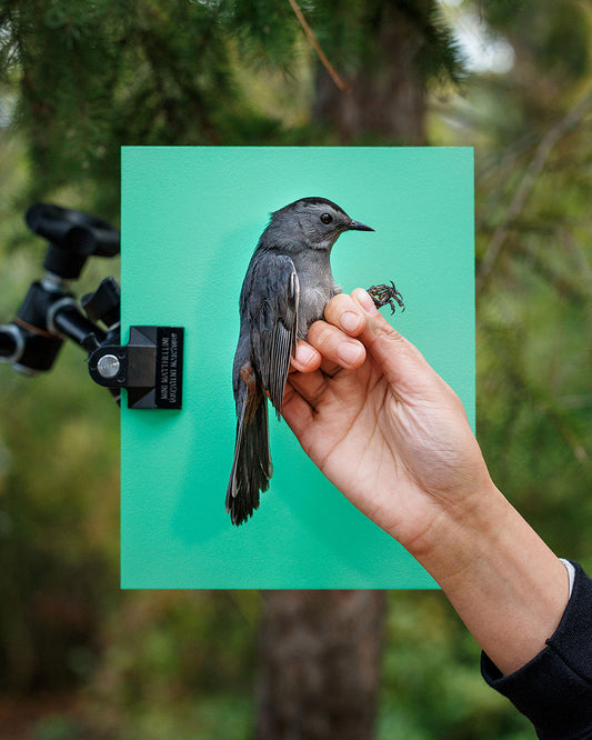 Gray catbird (GRCA) held by Elora Grahame (ELGR)