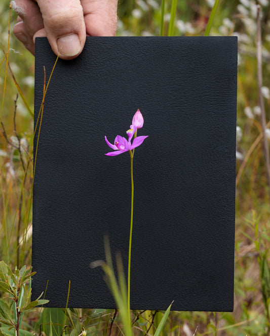 Grass Pink Orchid #1