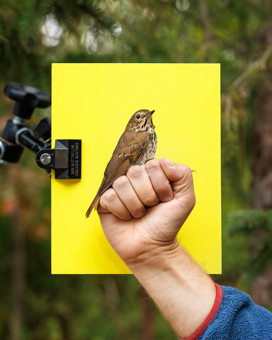 Hermit thrush (HETH) held by Matt Fuirst (MAFU)