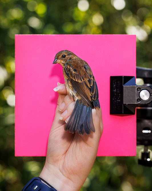 Indigo bunting (INBU) held by Ellie Zantboer (ELZO)