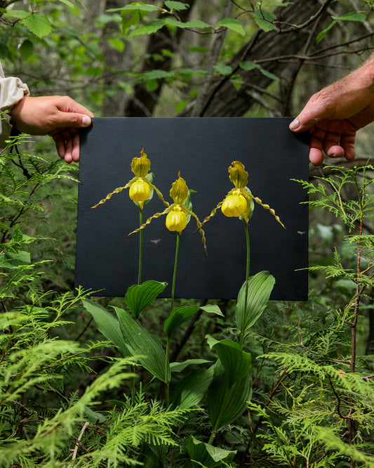 Large Yellow Lady’s Slippers #1