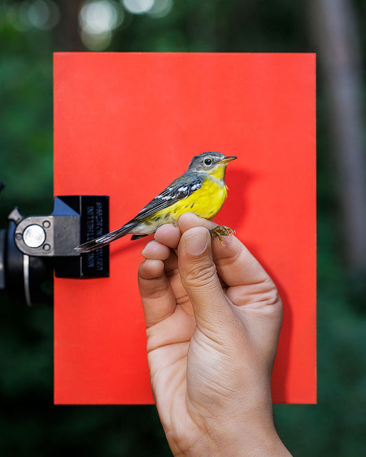 Magnolia warbler (MAWA) held by Lucas Liu (LILU)