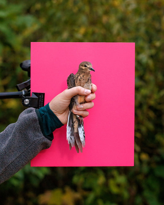 Mourning dove (MODO) held by Amalie Hutchinson (AMHU)