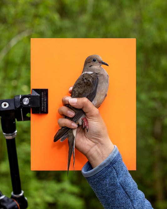 Hand‑held mourning dove on orange board