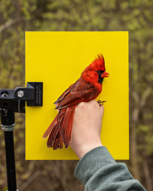 Northern cardinal held by Eila O’Neil