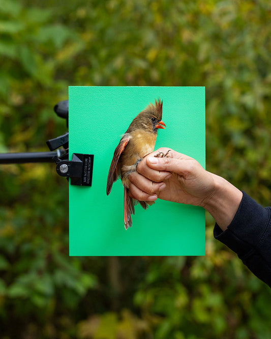 Northern cardinal (NOCA) held by Elora Grahame (ELGR)