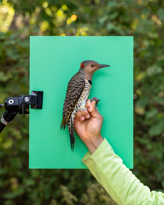 Northern flicker held by Laura Valeria