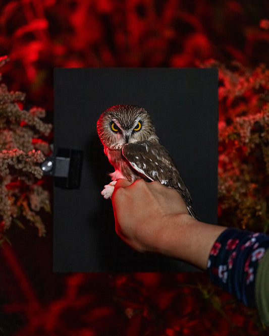 Northern saw-whet owl (NSWO) held by Caillie Monrad (CAMO)