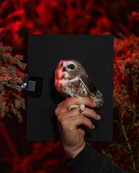 Northern saw-whet owl (NSWO) held by Chris Leys (CHLE)