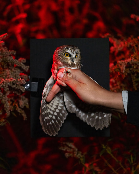 Northern saw-whet owl (NSWO) held by Elora Grahame (ELGR)