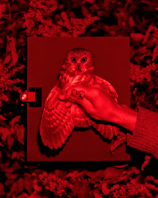 Northern saw-whet owl held by Max Helical