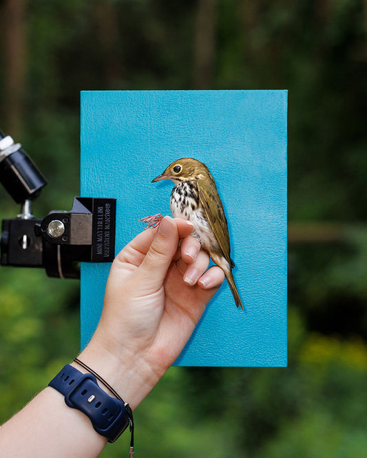 Ovenbird (OVEN) held by Ellie Zantboer (ELZO)