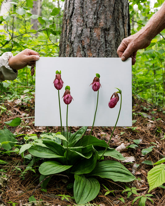 Pink Moccasin Flower #1