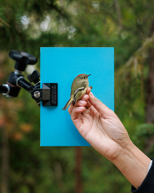 Ruby-crowned kinglet (RCKI) held by Elora Grahame (ELGR)
