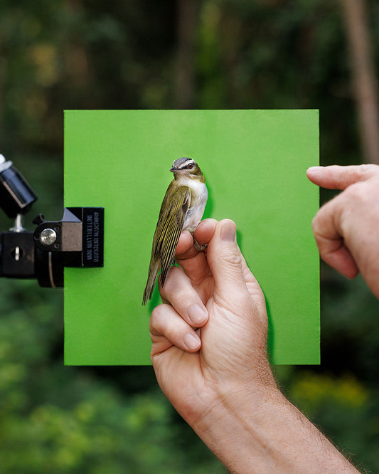 Red-eyed vireo (REVI) held by Robert Duncan (RODU)