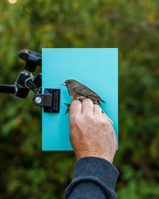 Slate-colored junco (SCJU) held by Chris Leys (CHLE)