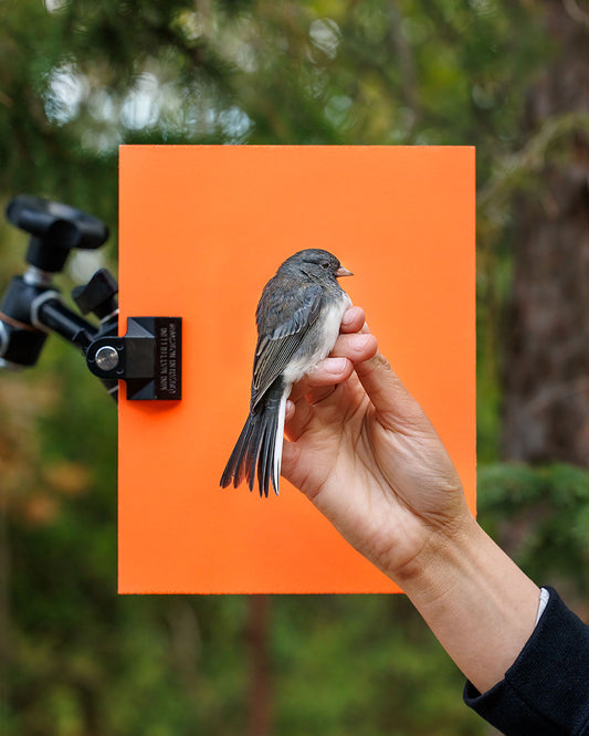 Slate-colored junco (SCJU) held by Elora Grahame (ELGR)