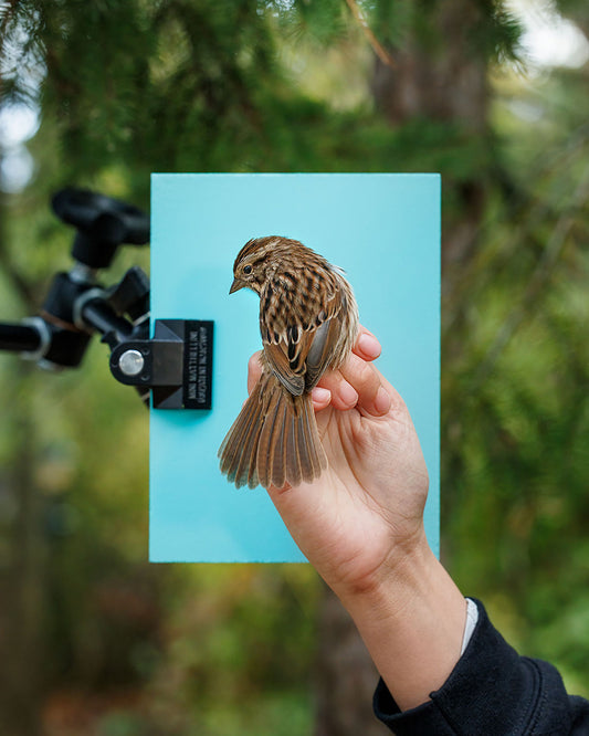 Song sparrow (SOSP) held by Elora Grahame (ELGR)